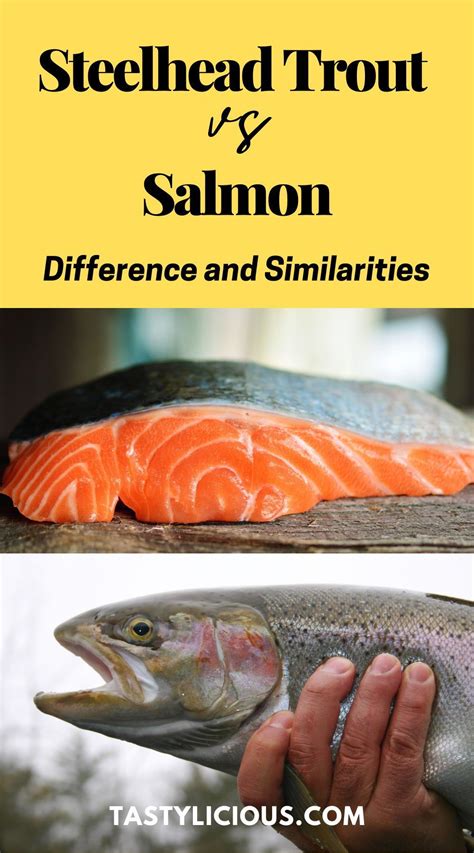 Steelhead Trout Vs. Salmon: Difference and Similarities | Tastylicious ...