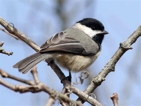 Carolina Chickadee - NestWatch