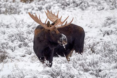 Moose in snow Photograph by Paul Freidlund - Fine Art America