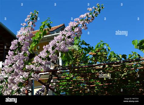 Nidri on Lefkas island Stock Photo - Alamy