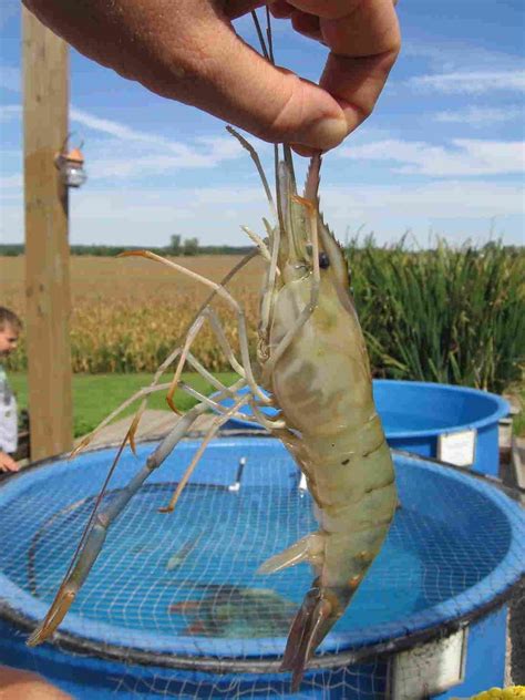 Freshwater Shrimp: Still Not A Midwestern Cash Crop | Aquaponics fish ...