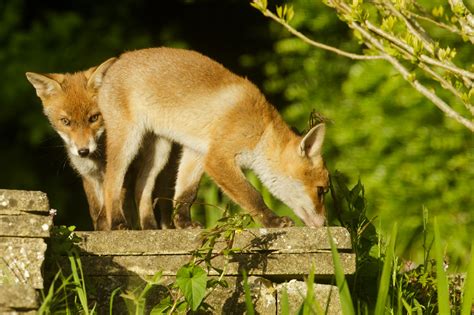 Fox Cubs in the Sunshine | Everything is Permuted