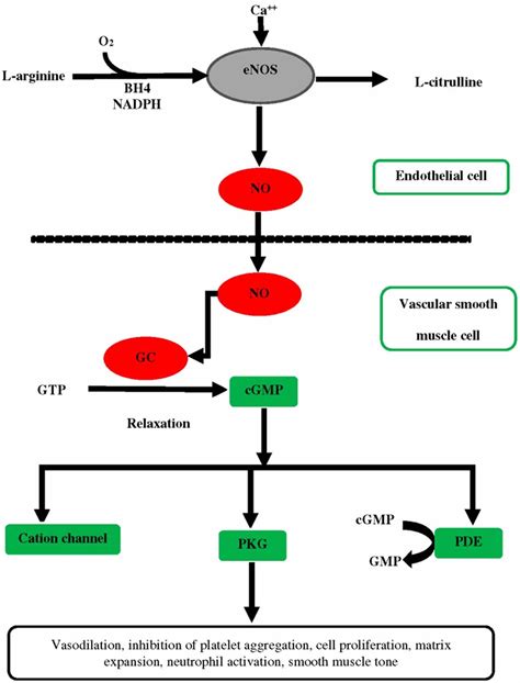 Nitric oxide, what does nitric oxide do? Nitric oxide supplements