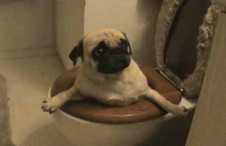 Pugs Pug Appreciation GIF - Find & Share on GIPHY