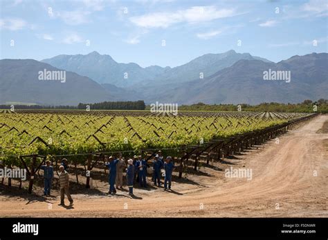 Bergrivier region South Africa workers tending vines in Spring Stock ...