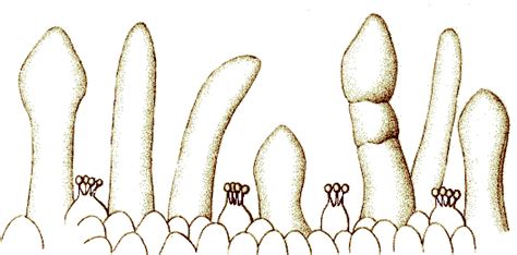 hymenium