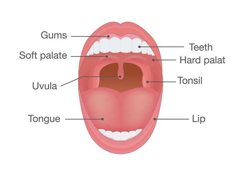 Uvula Anatomy