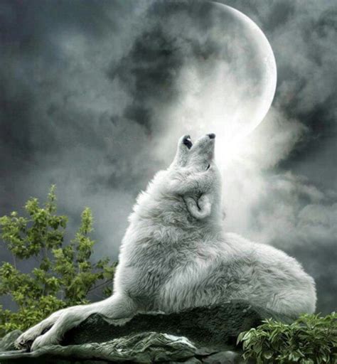 Beautiful white wolf | WHITE WOLF | Pinterest | White Wolves, Wolves ...