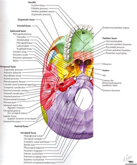 Stylomastoid Foramen – Location and Structures passing through it