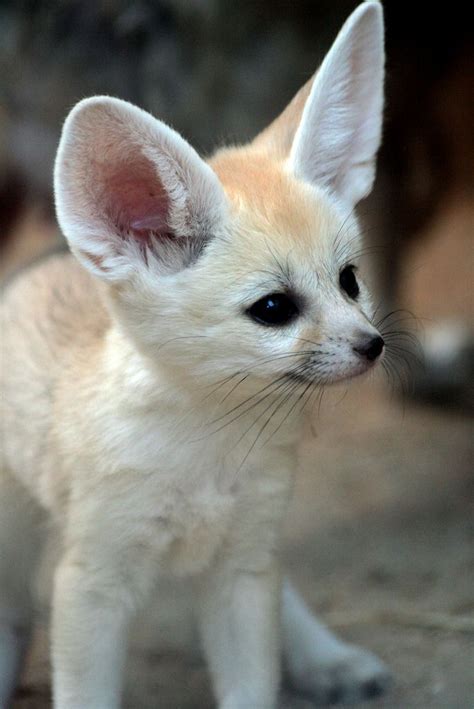 fennec | Cute baby animals, Cute animals, Pet fox