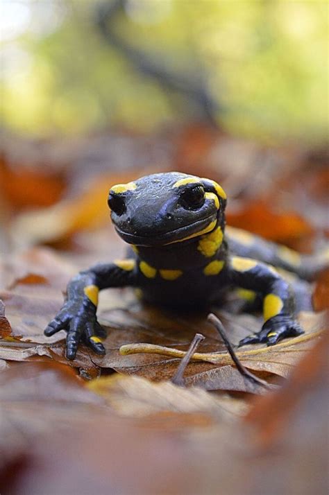 Pin de Gema en nature | Salamandra animal, Reptiles y anfibios, Fotos ...