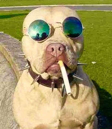 Smoking dog | Funny dog faces, Funny dogs, Dog face