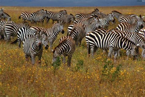 Free photo: Herd of Zebra - Africa, Animals, Bush - Free Download - Jooinn