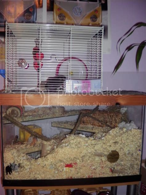 Gerbil Housing Pictures II | The Gerbil Forum