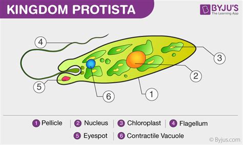 [DIAGRAM] Fungi Like Protists Diagram - MYDIAGRAM.ONLINE