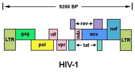 AIDS Pathology