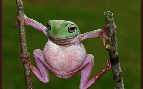 Funny Frog wallpaper | Frog pictures, Cute frogs, Funny frogs