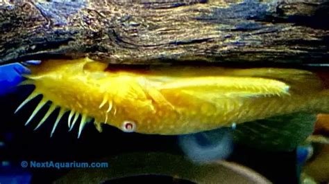 Ultimate Bristlenose Pleco Care Guide : Size, Lifespan, Breeding, and More