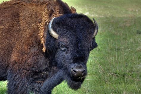 Konza Prairie May 15, 2011 | Bison on the prairie | Ken Stafford | Flickr