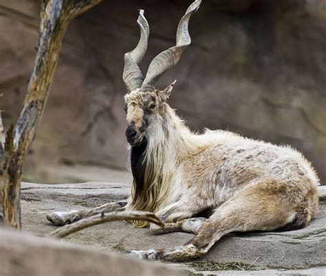 Markhor is a wild goat species found in high mountainous regions of ...