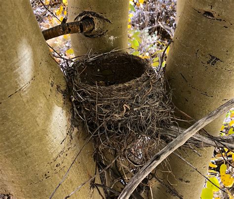 Ask the Naturalist | How do Birds Know How to Build Nests? - Bay Nature