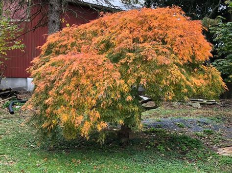 Buy Acer Palmatum Viridis Japanese Maple - Conifer Kingdom