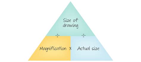 Magnification Formula Biology