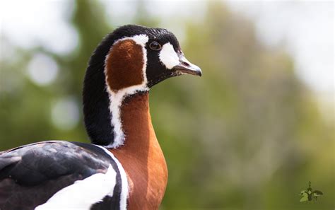 Geese — Blue Creek Aviaries