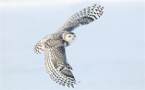 Snowy Owl Wallpaper HD - WallpaperSafari