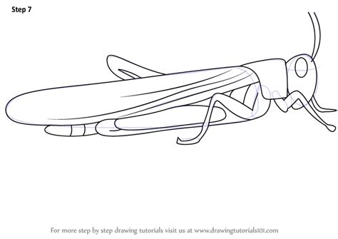 Learn How to Draw a Locust (Insects) Step by Step : Drawing Tutorials