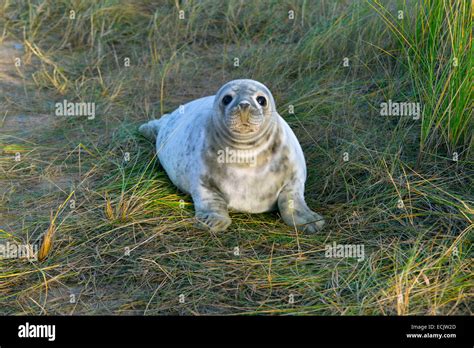 Grey Seal Pup Halichoerus grypus on north norfolk coastal wildlife ...