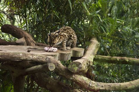 Ocelot Eating Raw Meat | ClipPix ETC: Educational Photos for Students ...