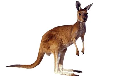 Kangaroo Standing PNG Image | Kangaroo image, Kangaroo, Animals