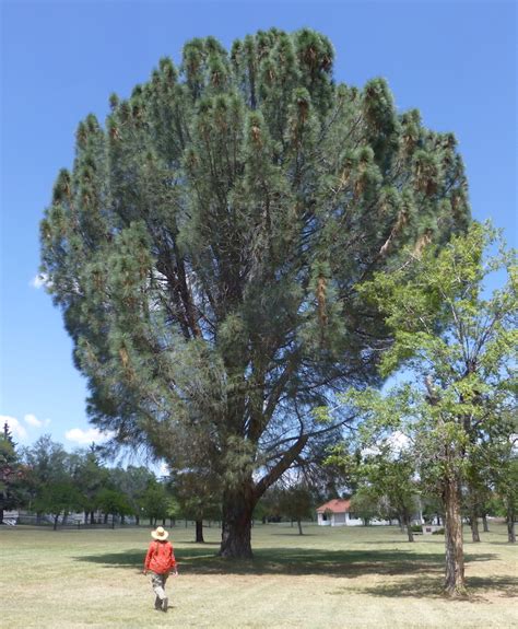 Pinus coulteri (Coulter pine) description - The Gymnosperm Database