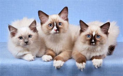 Adopter un chat : le Ragdoll | Pratique.fr