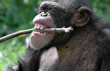 Chimps’ laughter: Not just monkey see, monkey do