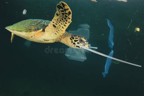 Le Plastique Pollue La Mer Avec La Tortue Photo stock - Image du ...