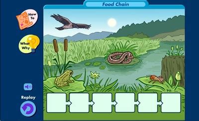 Food Chains | Food chain, Food chain game, Learning sites