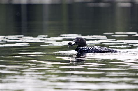 Common Loons in Maine | Cathance River Education Alliance