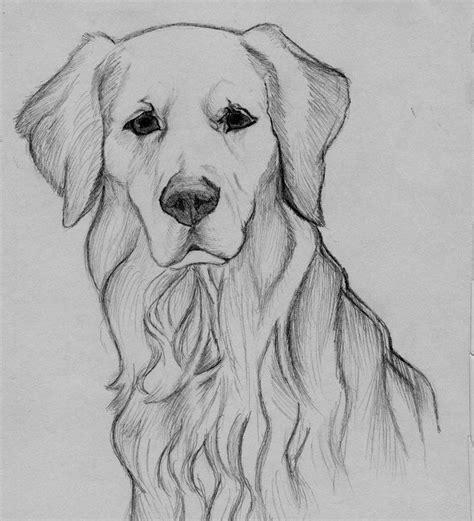 Golden Retriever sketch | Animal drawings, Animal drawings sketches ...