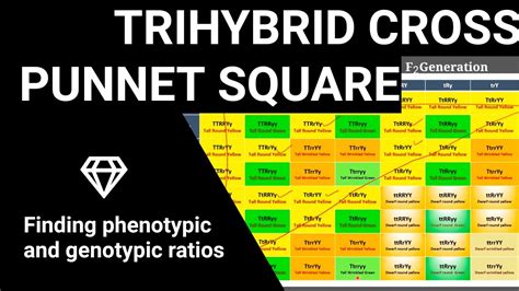 Punnett Square in a trihybrid cross of pea plant- finding phenotypic ...