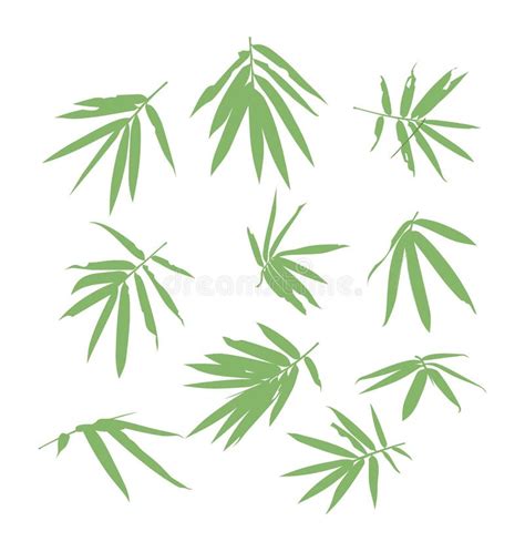 Bamboo leaf stock illustration. Illustration of botany - 62034174