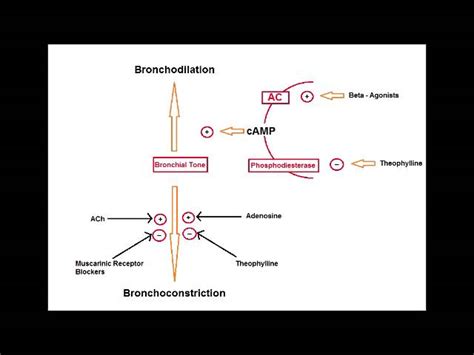 Ipratropium Mechanism Of Action