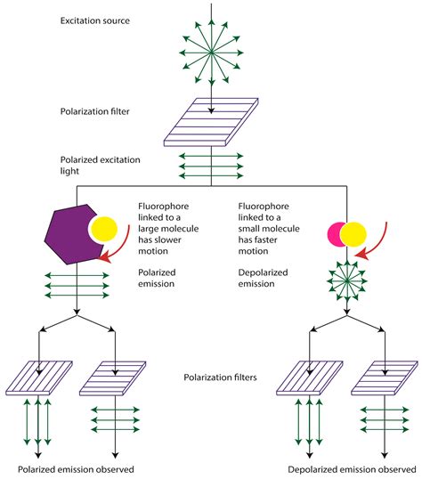 Fluorescence Polarization