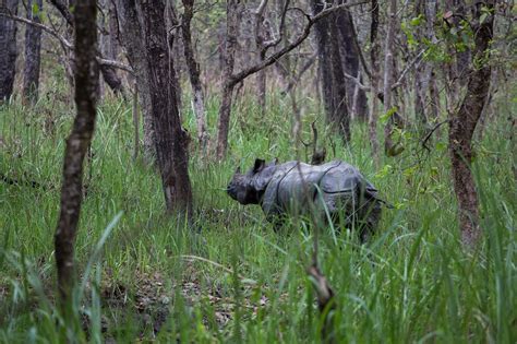 Wildlife in Nepal | Nepal Eco Adventure