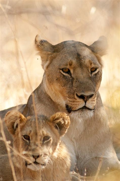 Watch: Cecil the Lion's Cubs Are Alive and Well!