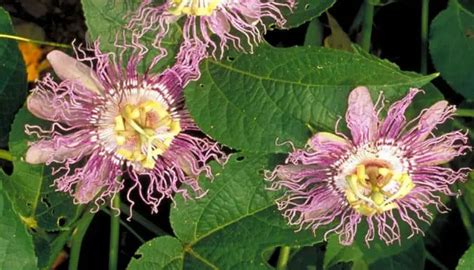 Passion Flower Herb Uses, Side Effects and Benefits