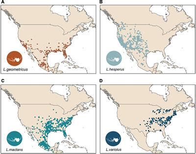 Frontiers | Urban Environments Aid Invasion of Brown Widows ...