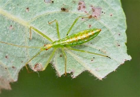 insect - Zelus luridus - BugGuide.Net