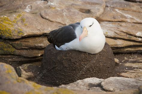 Black-browed Albatross Nesting - Stock Image - C033/9442 - Science ...